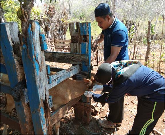 Pengobatan Secara Tradisional Terhadap Penyakit Scabies Pada Ternak Sapi