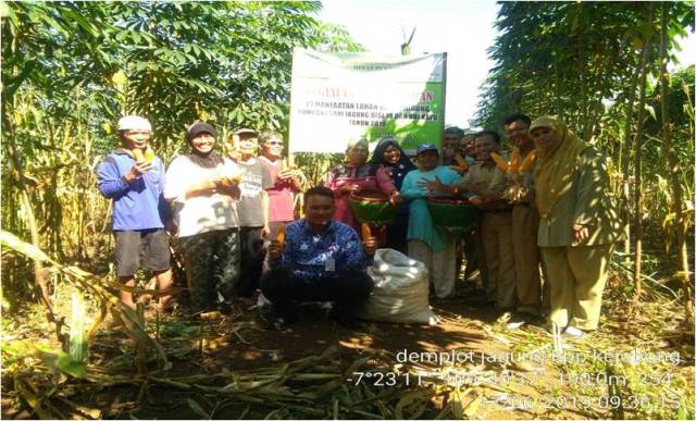 Tumpangsari Jagung Dan Ubi Kayu
