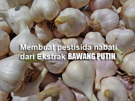 PESTISIDA NABATI DARI BAWANG PUTIH (Allium sativum