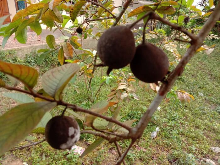 HAMA PENYAKIT TANAMAN JAMBU BIJI