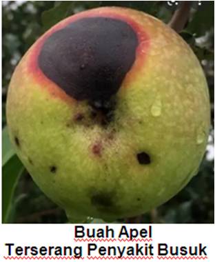 PENYAKIT  APEL DAN MENGATASINYA 