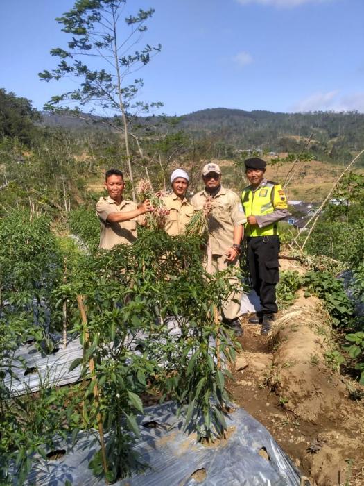 Budidaya Bawang Merah Tumpang Sari Dengan Cabai Merah Di Kelompok Tani Igir Kele Desa Danasari Kecamatan Karangjambu Kabupaten Purbalingga