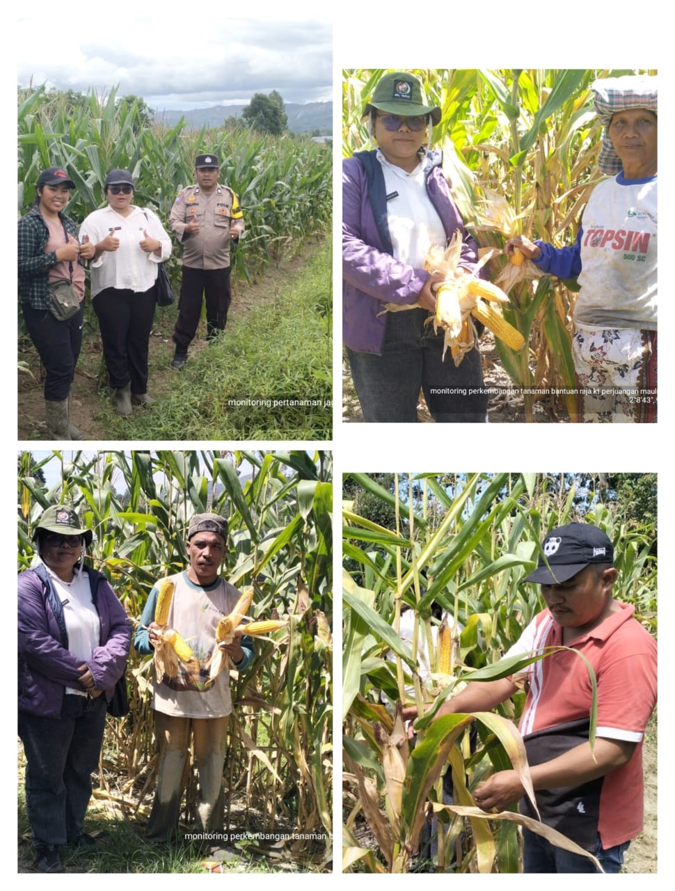 Budidaya Tanaman Jagung