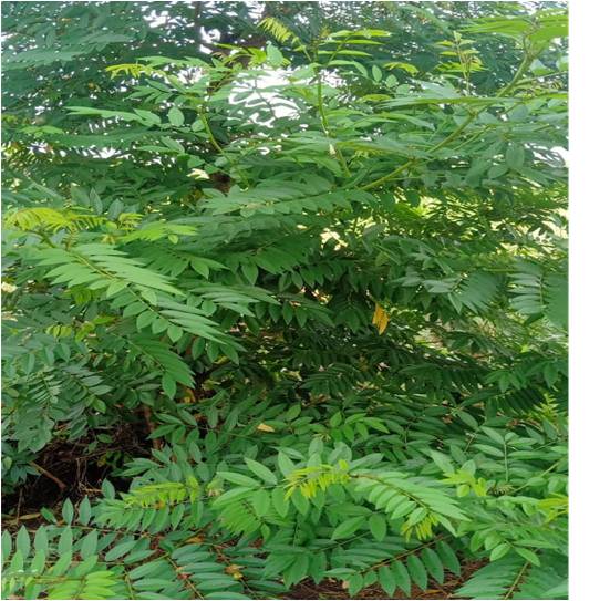 INDIGOFERA SP   PAKAN TERNAK PROTEIN TINGGI