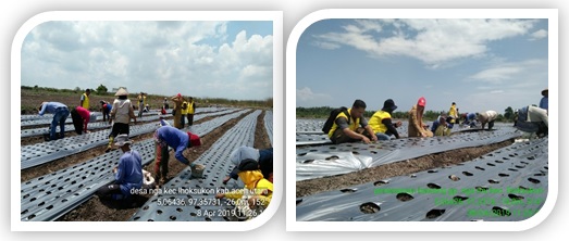 PENANAMAN BAWANG MERAH DILAHAN GAMBUT