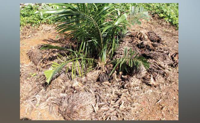 Penggunaan Pupuk Organik Pada Tanaman Kelapa Sawit
