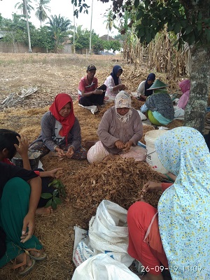 PEMANFAATAN LAHAN PEKARANGAN DENGAN BERTANAM UBI JALAR UNGU