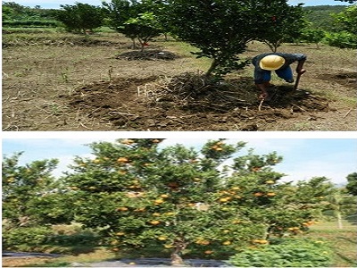 Pemupukan untuk Tanaman Jeruk
