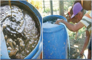 MEMBUAT BIO URINE SAPI SEBAGAI PUPUK PERTANIAN