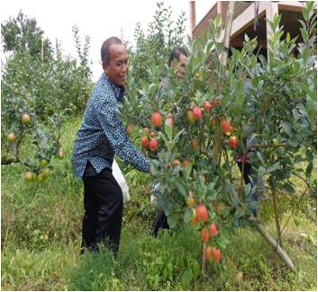 Menjaga Mutu Buah Apel Saat Panen 