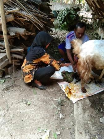 Penanganan Persalinan Untuk Posisi Tidak Normal  Pada Kambing
