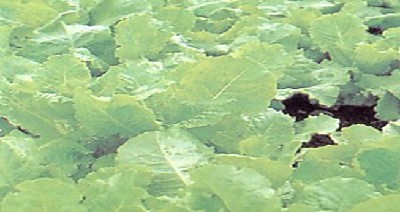 Budidaya Selada Sistem Hidroponik