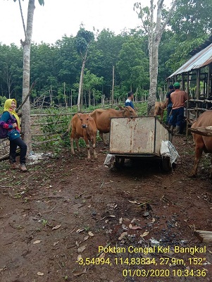 Pengelolaan Ternak Sapi dengan Pendekatan Komponen Teknologi Secara Terpadu