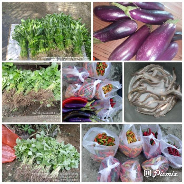 Panen dengan Harga tinggi....JOS GANDOS