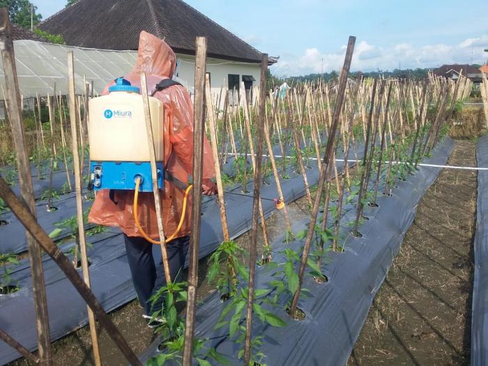 Tujuan dan Manfaat Pemupukan Melalui Daun