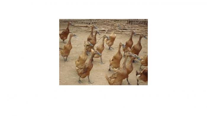 budidaya itik potong ala pak sutejo sendangrejo tayu