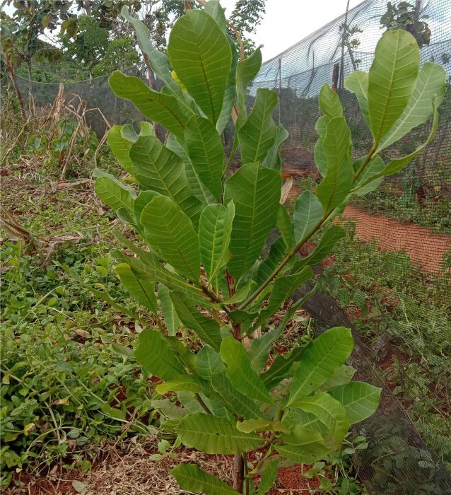 Rehabilitasi Tanaman Jambu Mete