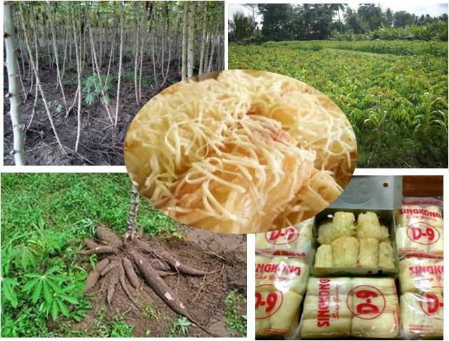 MERAUP UNTUNG DARI BUDIDAYA SINGKONG