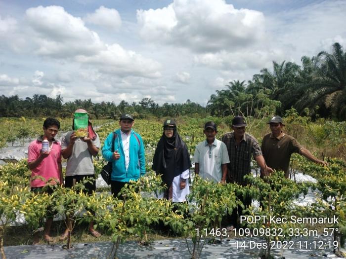 Pengendalian hama penyakit pada tanaman cabe