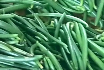 TAHAP PANEN DAN PASCA PANEN VANILI