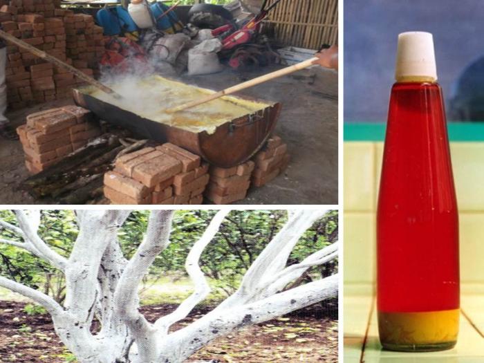 PEMBUATAN BUBUR KALIFORNIA DAN APLIKASINYA UNTUK PENGENDALIAN HAMA DAN PENYAKIT PADA TANAMAN JERUK