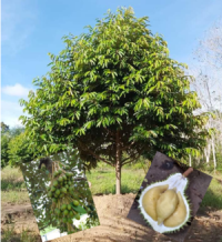 Budidaya Durian