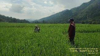 Apik (aplikasi Porici Sebagai Pengendali Tikus)