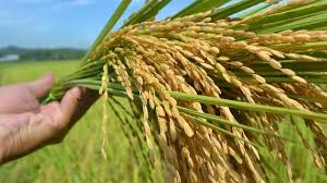 Varietas Padi Toleran Kekeringan Dari Kementrian Pertanian
