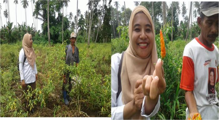 Budidaya Cabe