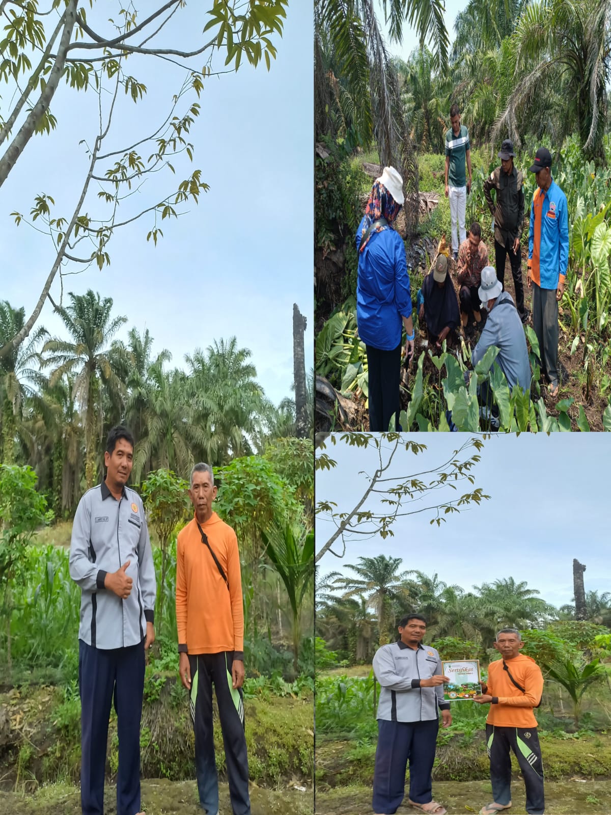 FIGUR PETANI SENIOR POKTAN LESTARI JAYA DESA BATHIN SOBANGA KECAMATAN BATHIN SOLAPAN