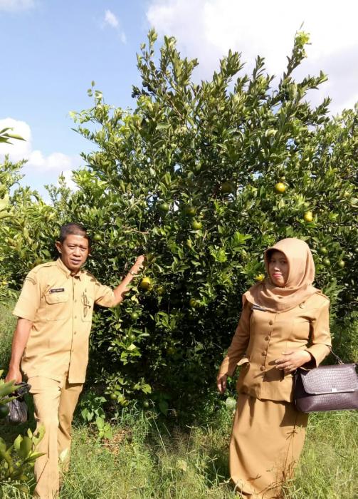 PENGEMBANGAN JERUK KEPROK MADURA DI DESA SAMIRAN KECAMATAN PROPPO