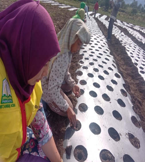 Bertanam Bawang Merah
