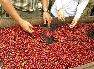 Pengolahan Kopi Beras Cara Kering