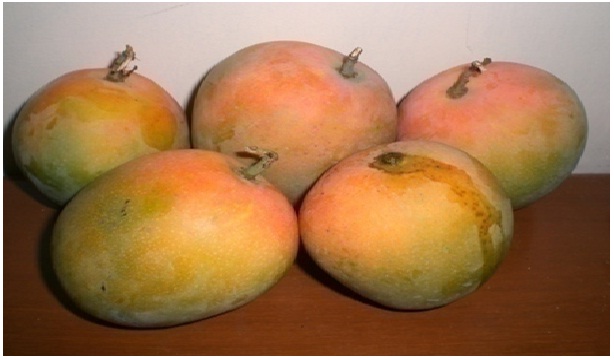 Mangga Gedong Gincu Sumedang