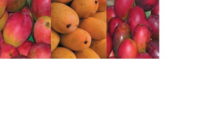 Mangga Garifta, Si Manis Masam