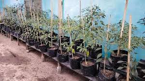 GERAKAN PENANAMAN TANAMAN PERKARANGAN CABE MERAH MENGGUNAKAN POLYBEG BERSAMA KWT DESA TANJUNG BELIT KECAMATAN SIAK KECIL 