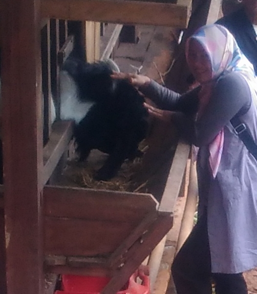 Pengobatan Penyakit Pada Ternak Kambing Secara Tradisional