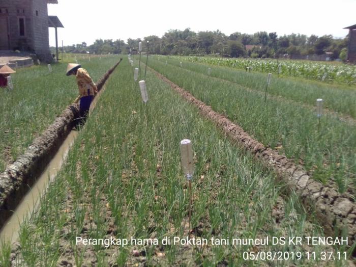 Penggunaan Lem Tikus Sebagai Perangkap Hama Tanaman Bawang Merah