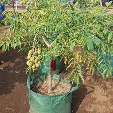 8 Cara Menanam Kacang Panjang Agar Hasilnya Optimal