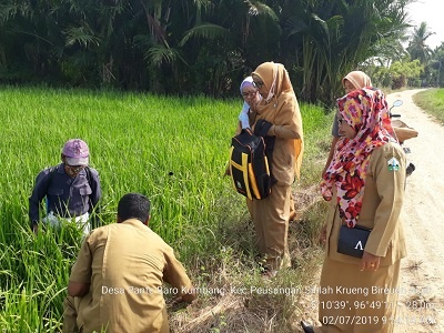 PENGENDALIAN HAMA DAN PENYAKIT PADA TANAMAN PADI