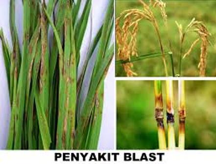 Pengendalian Penyakit Blas Pada Tanaman Padi dengan Teknik Budidaya