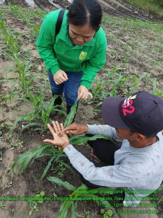" ULAT GRAYAK (ULAT TENTARA ) MUSUH PETANI JAGUNG "