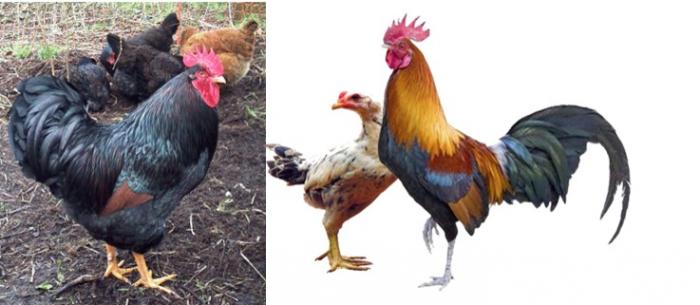 PROSPEK MENJANJIKAN MEMELIHARA AYAM JOPER 
