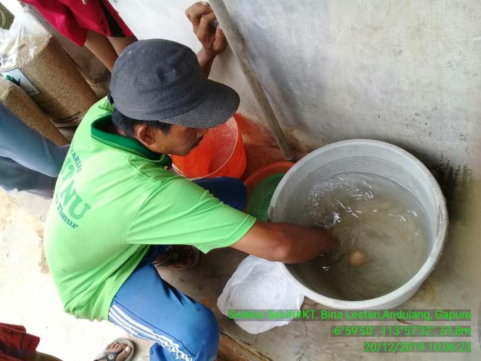 Perlakuan Benih : SEleksi Benih Padi Menggunakan Larutan Garam
