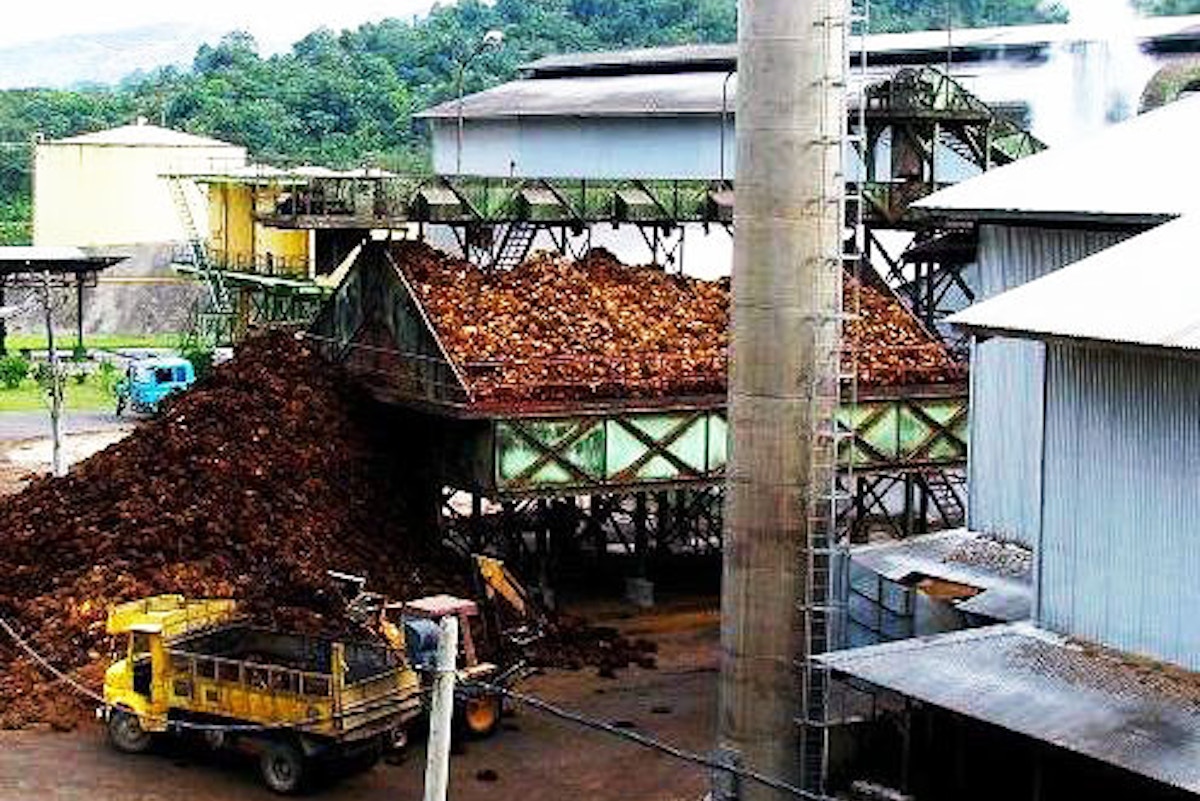 Tanaman Kacang Tanah, Morfologi, Jenis, Syarat Tumbuh Serta Hama Dan Penyakitnya
