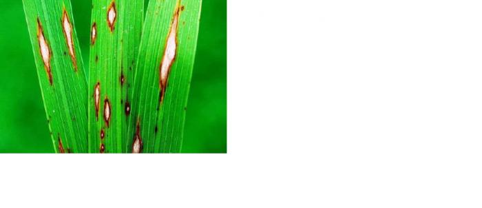 Pengendalian Penyakit Blas Pada Tanaman Padi