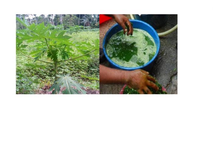 Pestisida Dari Daun Pepaya