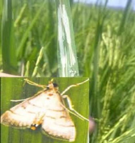 Pengendalian Hama Putih Palsu Tanaman Padi