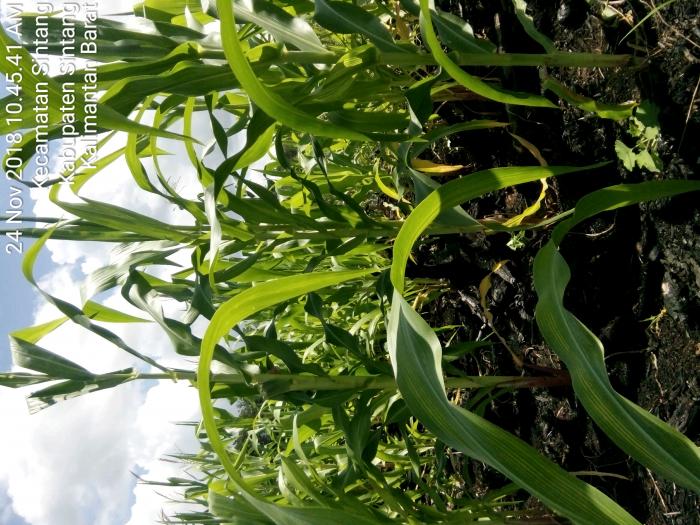 Hama dan Penyakit Jagung Manis Beserta Pengendalianya