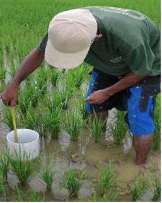 Pengairan Berselang Pada Padi Sawah